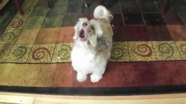 ������Ǥ������ȻפäƤ��ޤ��ۤɡ����������ʤ��򤹤륷���������Υ����ǥ�������