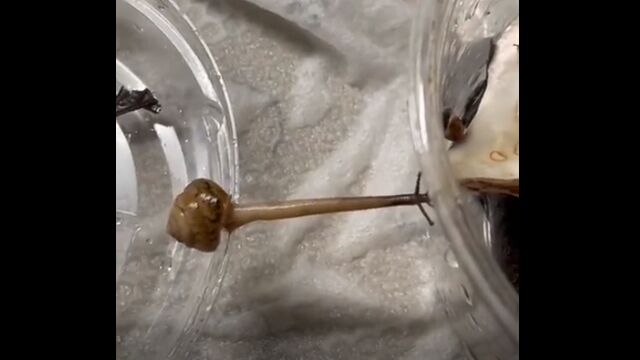 �褯���Ӥ��Τ����Ѥ����������ĥ��ΰ�ư��ˡ���빽������