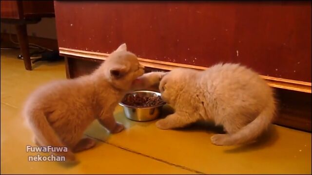 �֤���ϥܥ��Τ����ץ�����å��줿���ʤ���ǭ