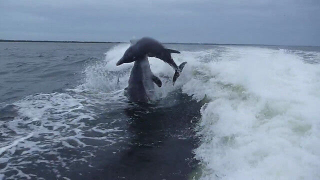 �����פ������륫Ʊ�Τ����ͤ���Ȥ������������Τνִ�