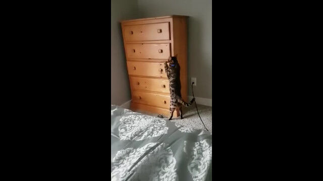 ���μ괷�줿�ͻҤϾｬ�ȡ��������󥹤ΰ����Ф��򳫤��ơ���˱����ǭ�Υ�������