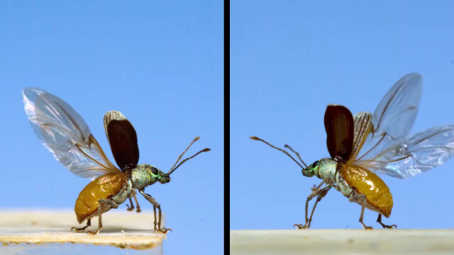 ���ֺ��ΥΦ����Ѥ�̥����줿�ˤˤ�롢ΥΦ���뺫��Υ������⡼����������