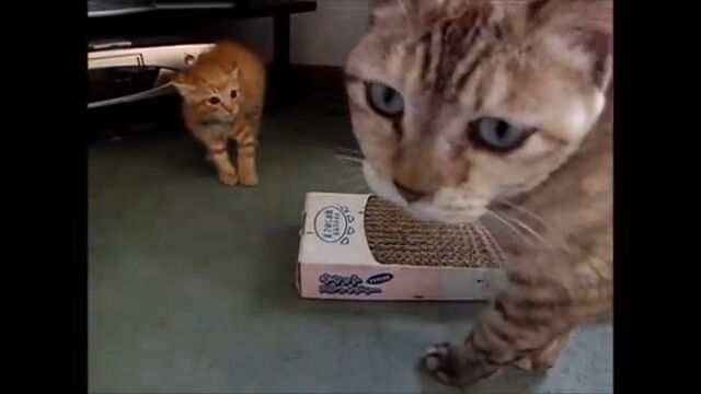 オトナの猫を初めて目にする子猫たちの反応が可愛い