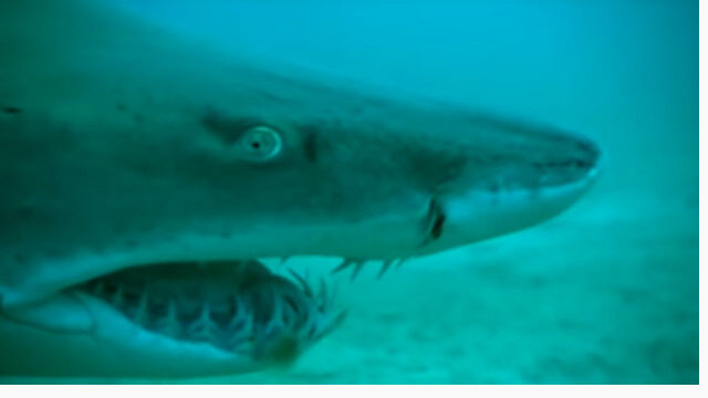 ƤǶʤĹ롢ƤǤߤʥᡢ