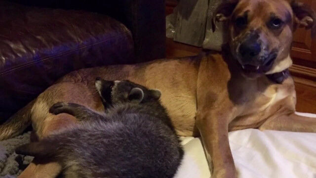 自分の事も犬だと思っていそうな、犬と仲良しのアライグマ