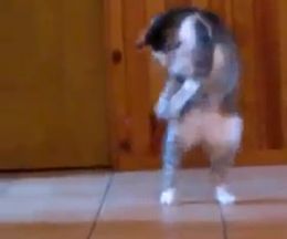 �ۥ�åĥޥ����������ͥ��ߤΥ�������̴����Ѥ�ư���ˤʤä���äƤ�ǭ