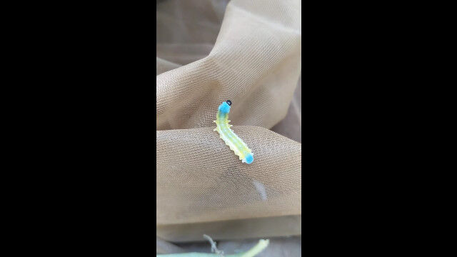 細長くてカラフルなグミに見える、美味しそうなイモムシ
