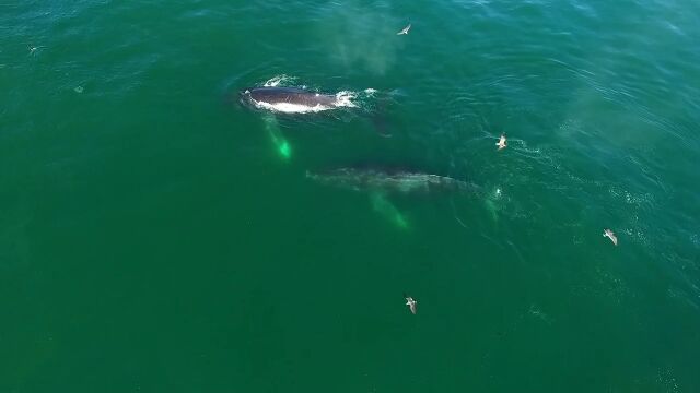 水面近くをゆったり泳ぐクジラを、マルチコプターで俯瞰撮影