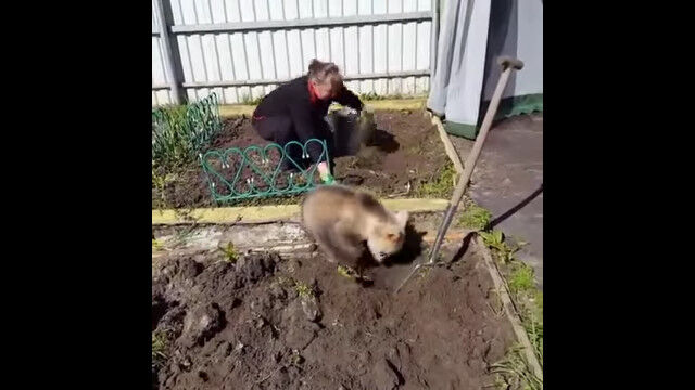 赤ちゃん熊が家庭菜園をお手伝い。ロシアの日常が微笑ましくもおそロシア