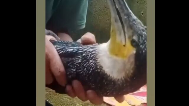 誤ってペットボトルを丸呑みしてしまったカワウに、ペットボトルを吐き出させる処置