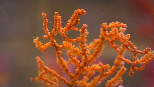 サンゴの色に染まって溶け込む、一円玉サイズのタツノオトシゴ、ピグミーシーホース