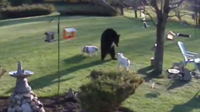 クマをも撃退する番犬!庭に侵入したアメリカグマに立ち向かった2匹のブルドッグが凄い