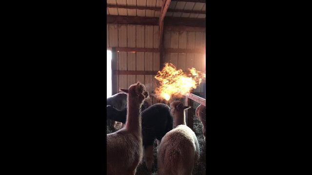 ֲФǤѥפꤵ줿ư褬ޤФǤѥ