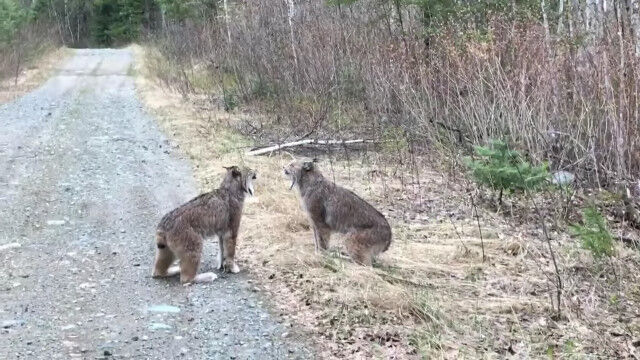 ��äѤ�Ǥä������ɥͥ��ߤ����ʡ������Υ�����ޥͥ�Ʊ�Τη���