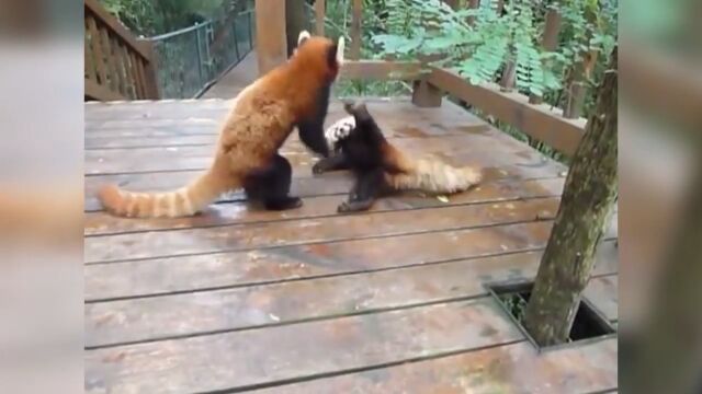 �ʤ�Ʋİ����⥳�⥳�ʤ���ġ�����Ȥ߹礦2ɤ�Υ�å����ѥ��������ʤ��İ���