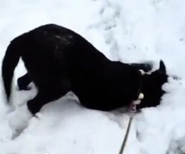 �򤤡��䤿�������餫�������Ƥ�����綽ʳ�θ�