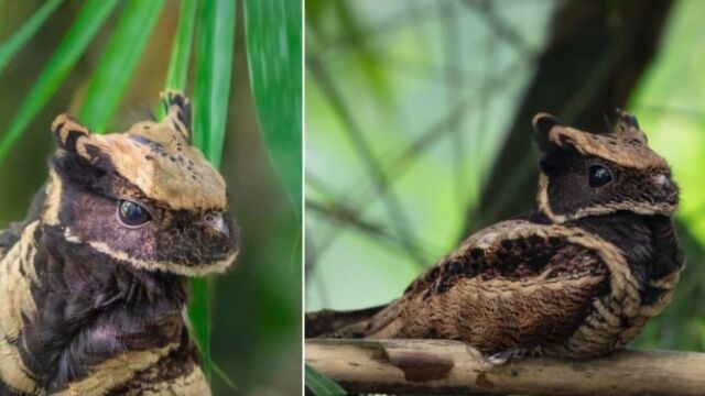 モフモフのドラゴンみたいな鳥、オオミミヨタカが可愛い