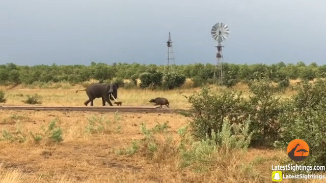 勇ましいアフリカスイギュウの赤ちゃんの猛攻に、尻尾を巻いて逃げ出すアフリカゾウ
