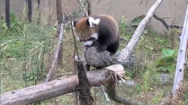 必死な所が最高に可愛い!赤ちゃんレッサーパンダ、初めての丸太渡り