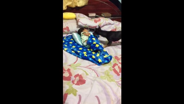 眠る赤ちゃんに毛布をかけてあげる、心優しい犬