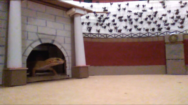 ƮΡʥˤԽáʥҥ祦ȥɥˤΩȤΥǥ