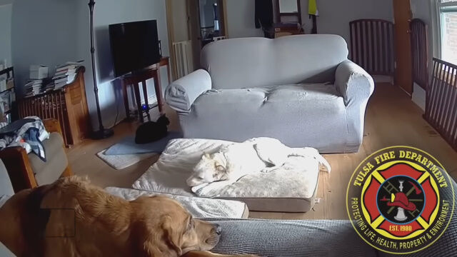 犬がモバイルバッテリーを噛んで破壊、爆発炎上させてしまった火災事故