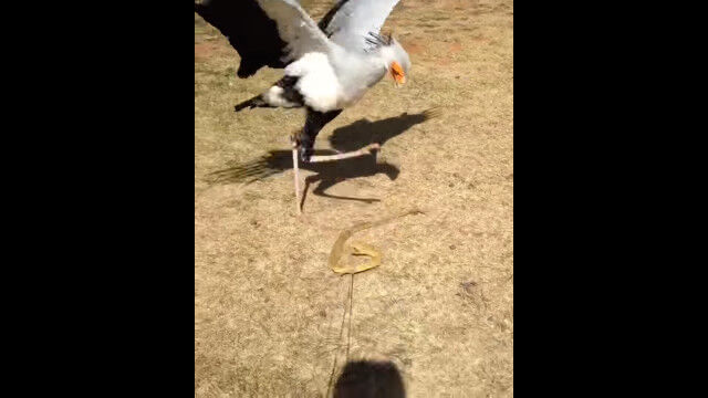 �����ʥ��å��ǥإӤ��ˤ�Ĥ��롢�إӥ����亮��Ϣ³Ƨ�ߤĤ����ʤ��ʤ�������