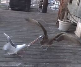 �ڥꥫ��Υ�����å�����Ȥ��������Ȥι˰�������