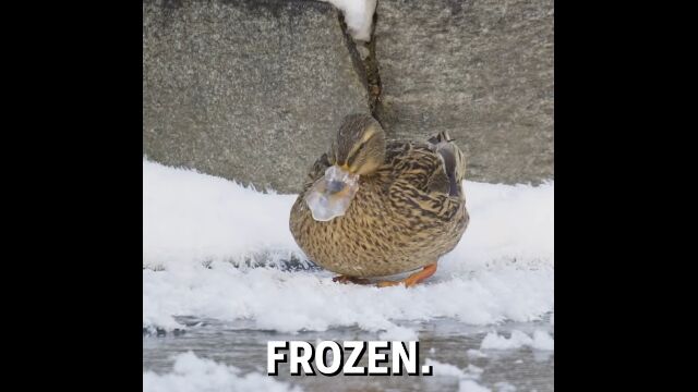 凍りついたクチバシを、自分の体温で溶かそうとするマガモ