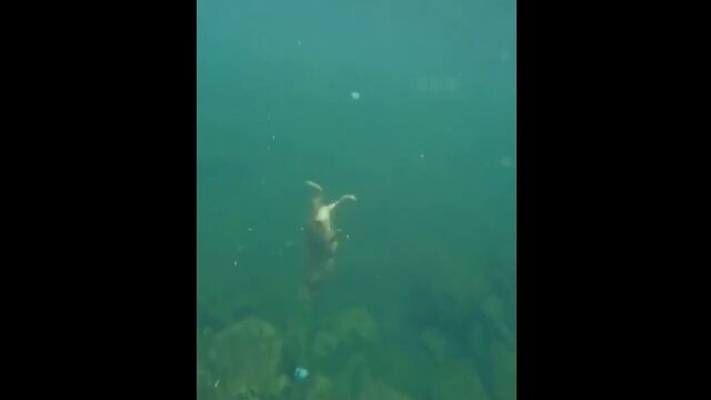 ���ä����ʿ����ޤ����äƤ�����������ǥ��ȥ�С�������ǽ�Ϥ�����