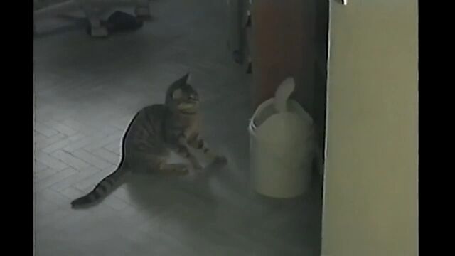 �ե�����륿���פΥ���Ȣ���臘ǭ