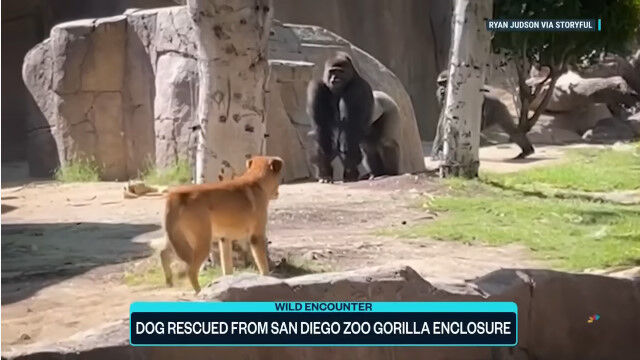 ゴリラの飼育エリアに犬が迷い込む。米サンディエゴ動物園にて
