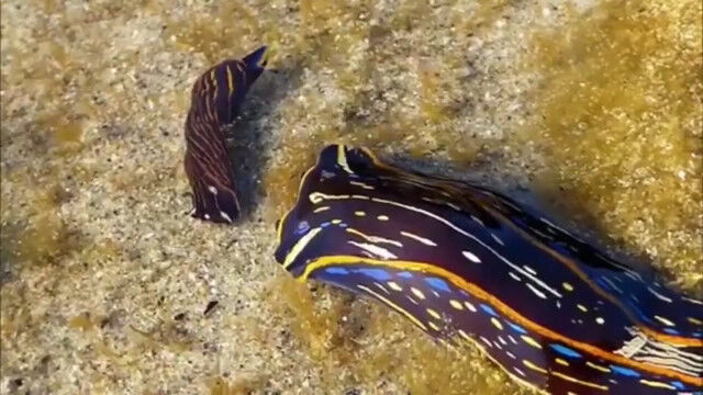動きは遅いが捕食は超スピードなウミウシの捕食シーン
