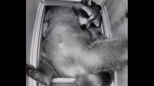 「どこでも寝れる」はアライグマのためにある言葉かもしれない