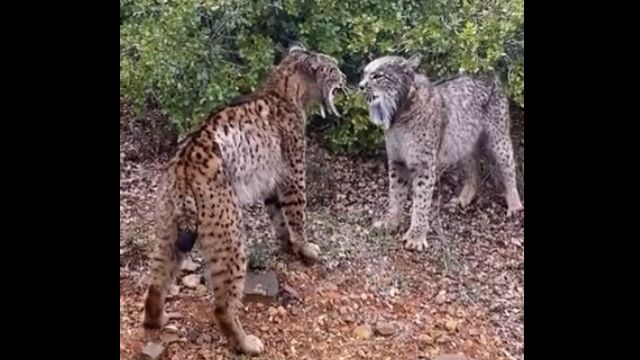 ネコ科にしては珍しく、スペインオオヤマネコは頭突きで喧嘩する