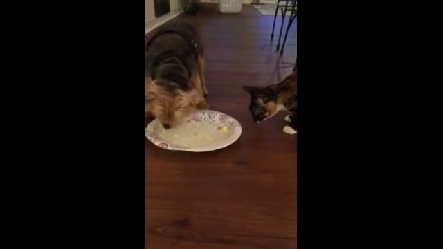 猫にエサを奪われたくなかった犬の賢い行動