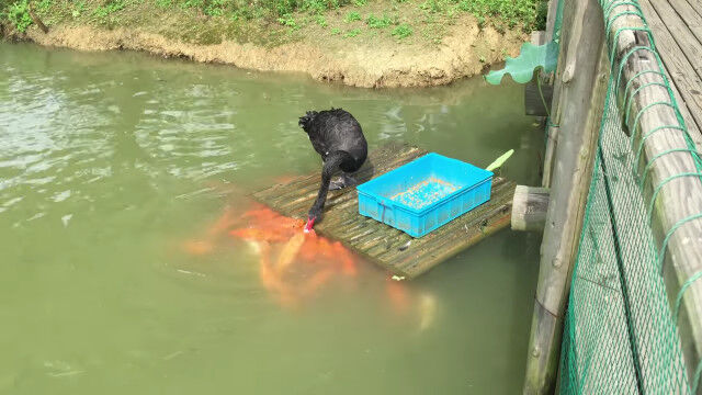 Ϳ�����Ӥ��Τä��������祦����˱¤򤢤��ޤ��롡����2