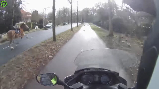 路上を逃げる馬をバイクで追う、ライダー視点の映像が面白い