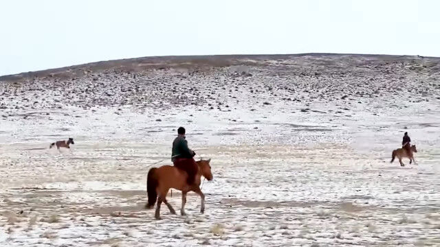野生の馬を縄で捕らえ、裸馬のまま乗るモンゴルの騎手