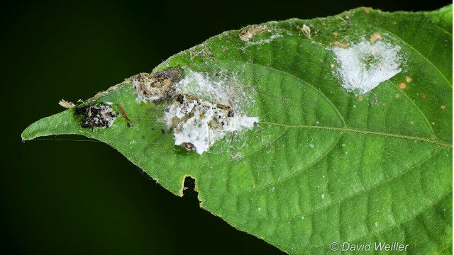 見た目もニオイも鳥の糞そっくり。鳥の糞に擬態して身を守り、獲物をおびき寄せるカニグモの一種