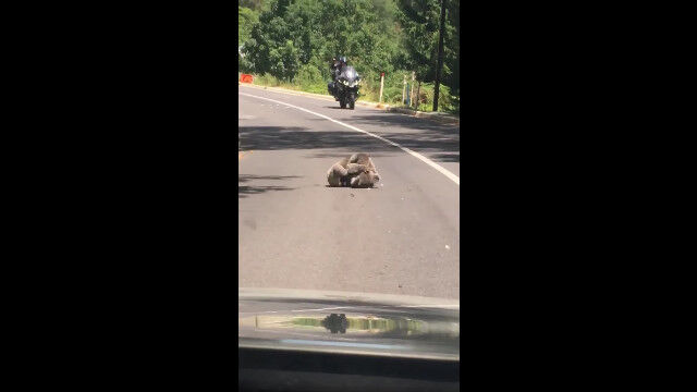 �������ȥ�ꥢ��ϩ��Ǽ���Ȥ߹礦��2ɤ�νä����Ƥ����