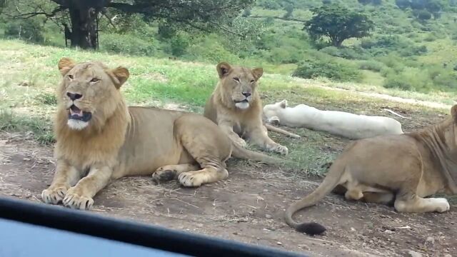 饤󤬼֤Υɥ򳫤ƤեꥫǻƤ줿ִ