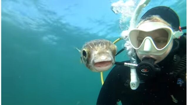 �����С��Τ��Ф���Ȱ��˥����˱Ǥꤿ���ä����ߤ����ʥϥꥻ��ܥ󤬲İ���