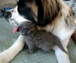 �����ʻ�ǭ���礭�ʥ���ȥС��ʡ��ɸ���������ɤ�