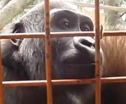 ���˥祦�˥�ư��������򤯤ƥ��ä�į��르���