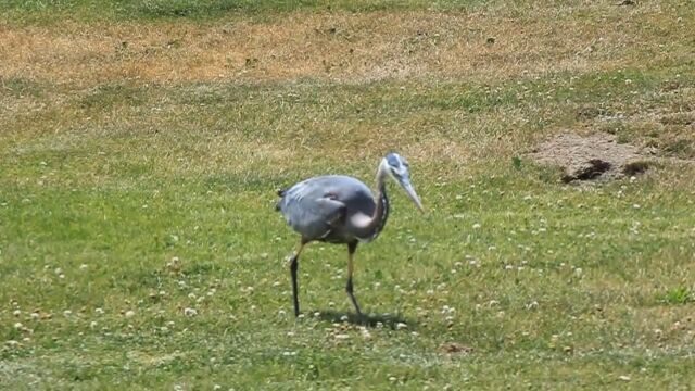 音も立てずに間合いに入ってクチバシ一閃!オオアオサギがモグラを捕食する瞬間