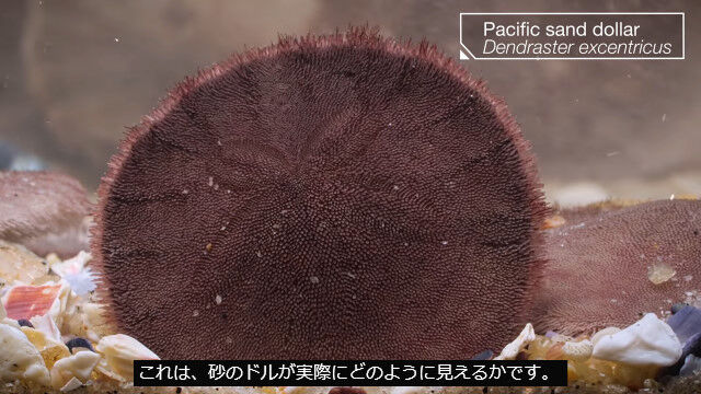 �ڱ������ա�����������ɥ��顼�Ϥ���äȥ��⤤