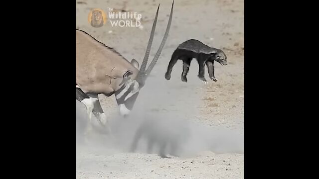 世界一怖い物知らずのラーテルさん、オリックスに絡んでふっ飛ばされる