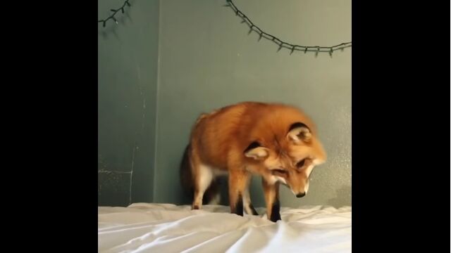 ���ĥͤ��ޤ�ޤ��٤��줿���ޤ��򤤥٥åɤ��㸶���ȴ��㤤