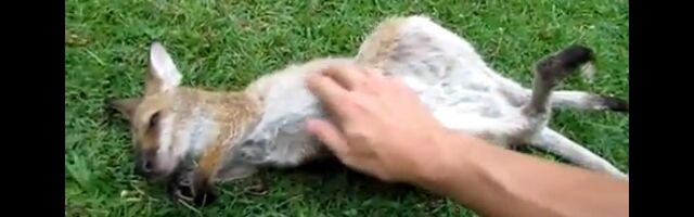 ����̵�����ǽϿ��档����뤬�ޤޤ˥ʥǥʥǤ���륢�����ӥ��ӡ�����